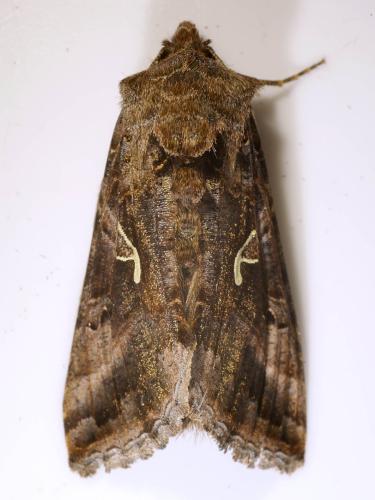 Réf. 315 875 : Autographa gamma